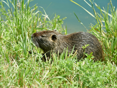 Attivazione corsi per addetti alla cattura delle nutrie 